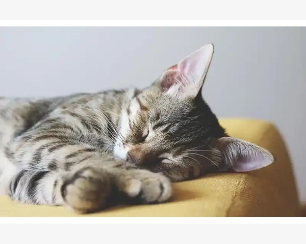 中医立秋养生吃什么好一点